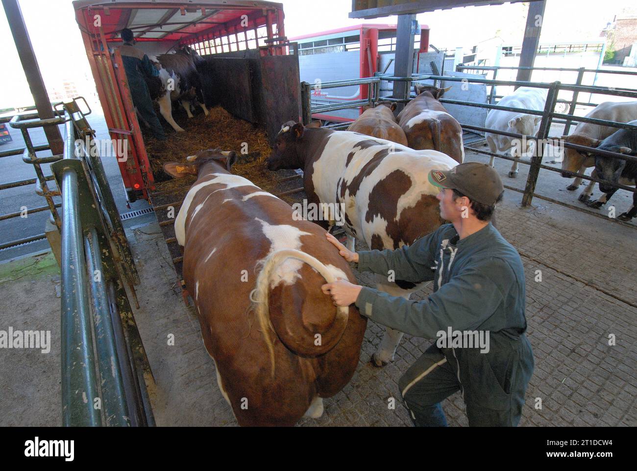 Tiertransporte. Verladung von Rindern, die für den Schlachthof bestimmt sind Stockfoto