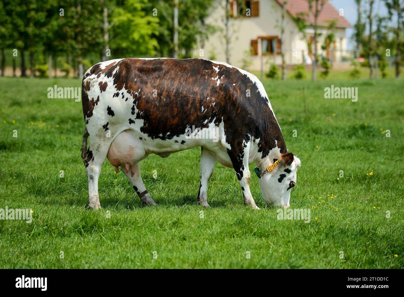 Rinder, die auf einer Wiese weiden, Normande-Kühe (Rasse). Milchkuh, Milchbetrieb und Haus im Hintergrund Stockfoto