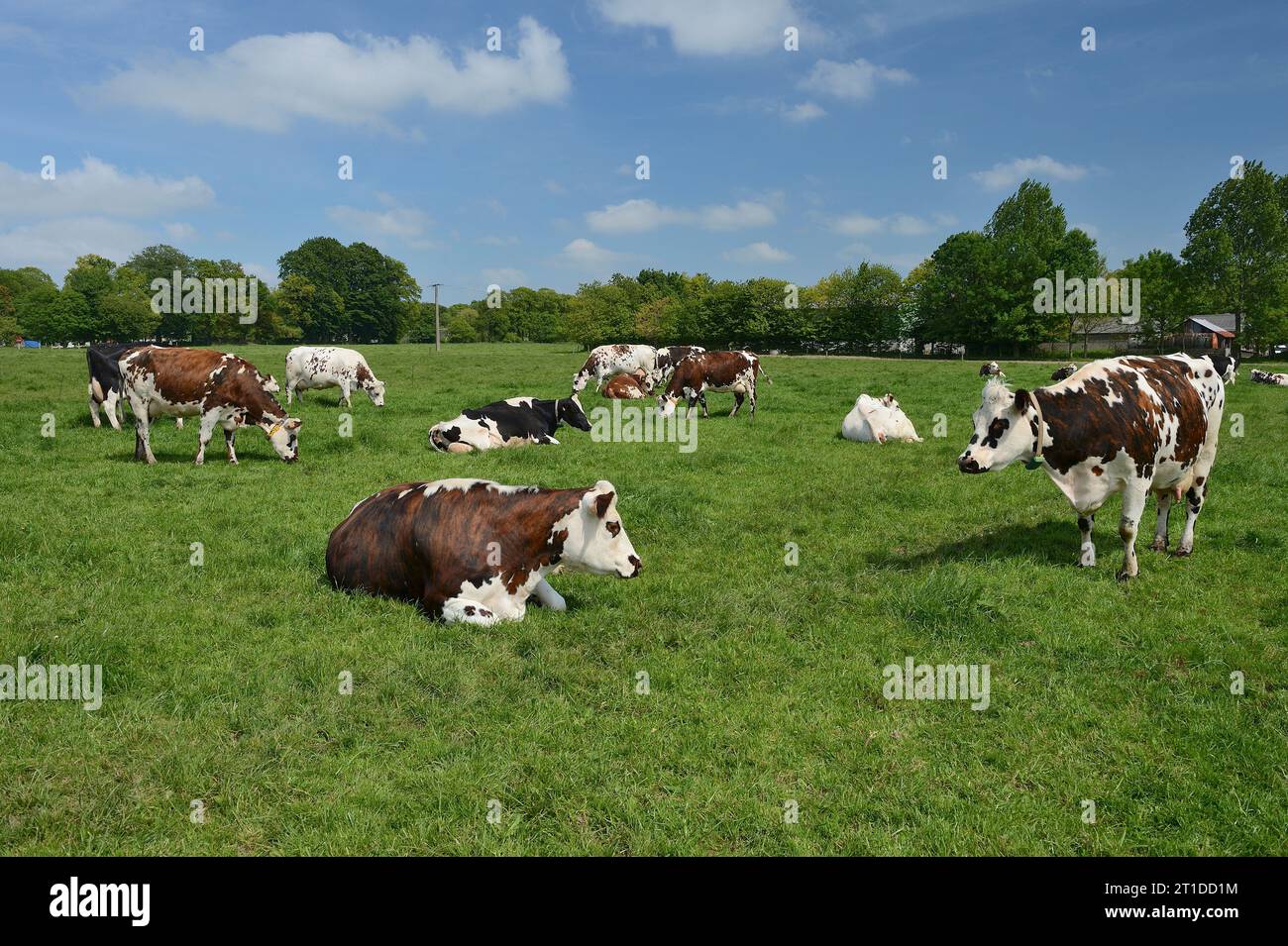 Rinder, die auf einer Wiese weiden, Normande-Kühe (Rasse). Milchkuh, Milchbetrieb Stockfoto