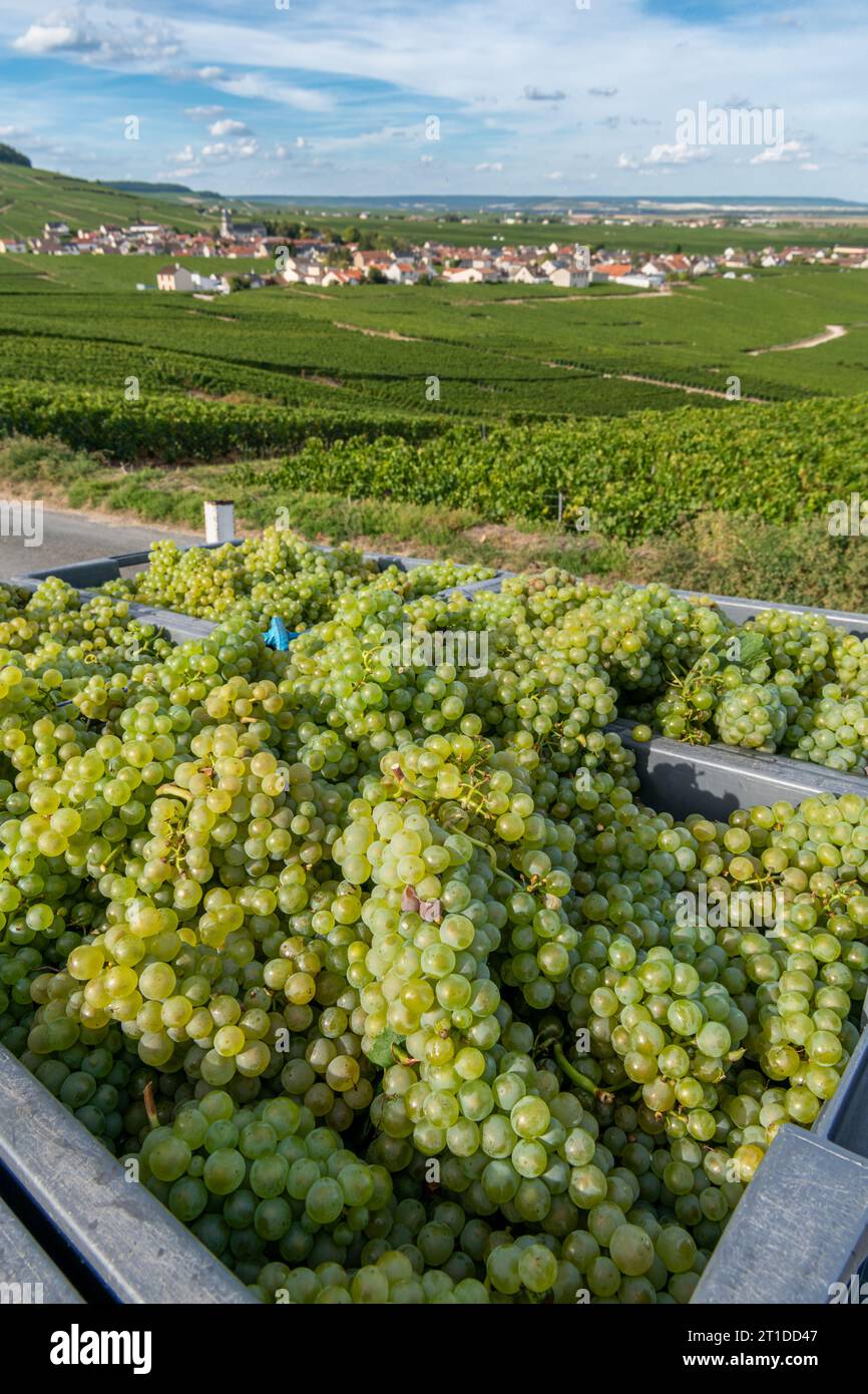 Oger (Nordostfrankreich): Traubenernte in einem Weinberg der Champagne. Kisten voller weißer Trauben mit Blick auf die Reben und das Dorf Oger in Th Stockfoto