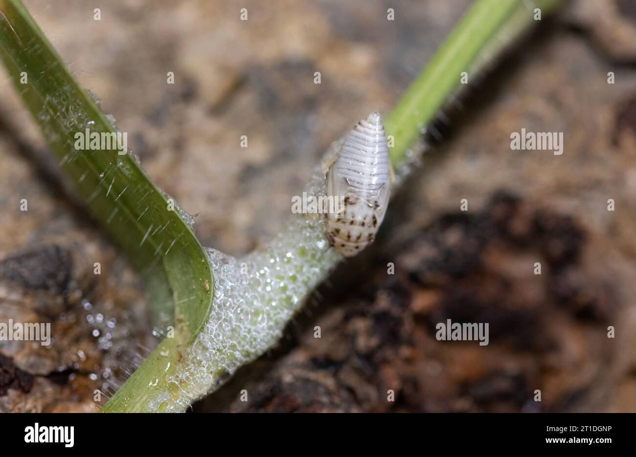Ein Spittle Bug, der eine Schutzhülle aufschäumt. Der pflanzensaft und überschüssiges Wasser wird ausgestoßen und zu einem Schaum verarbeitet. Stockfoto