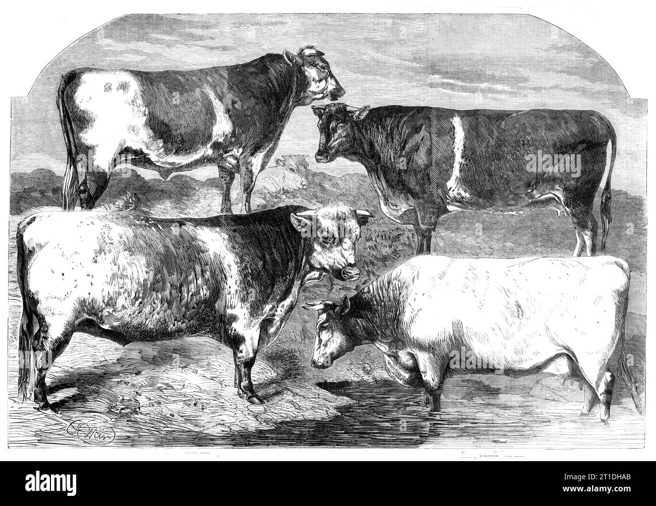 Preis Shorthorns bei der Ausstellung der Royal Agricultural Society, Canterbury, 1860. Klasse 2, Malachite, Mr. Jonathan Peel... Ein dunkler roan, fast achtzehn Monate alt; Klasse 1, Royal Butterfly, Lieut.-Col. Towneley... fast drei Jahre alt, und drei seiner Produkte wurden bei der Canterbury Show aufgenommen; Klasse 5, Wood Rose, Mr. Henry Ambler... ungefähr zwei Jahre und drei Monate alt, und ein dunkler roan. Ihre Ernte ist eine ihrer wichtigsten Punkte; und sie hat... einen schönen offenen Kopf und viel gutes dickes Fleisch; Klasse 4, Rosette, Mr. Richard Eastwood... Sie wurde von Mr. Wetherell, dem gefeierten Auktionator, gezüchtet... und Stockfoto