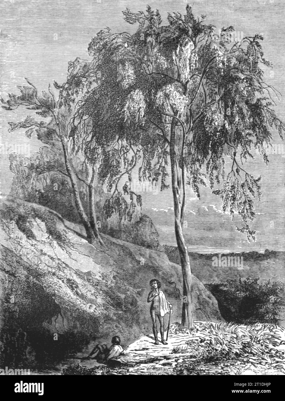 Metrosideros Trees, Australia; Incidents of Bush Life in Queensland, 1875. Aus „Illustrated Travels“ von H.W. Bates. [Cassell, Petter und Galpin, c1880, London] und Galpin. Stockfoto
