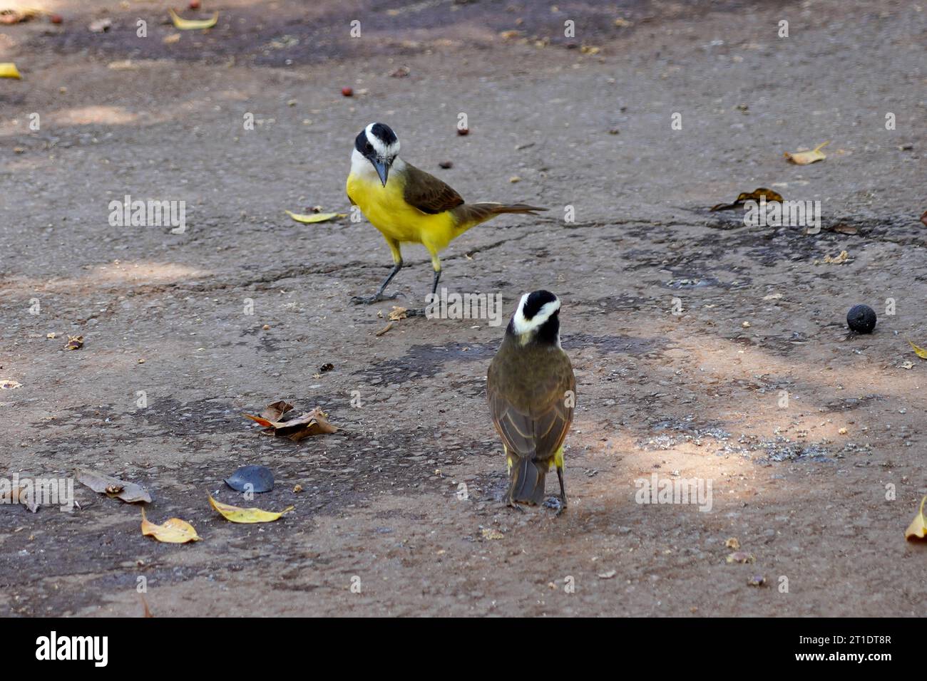 Zwei Bem-te-VI-Vögel (Pitangus suluratus) sehen sich an Stockfoto