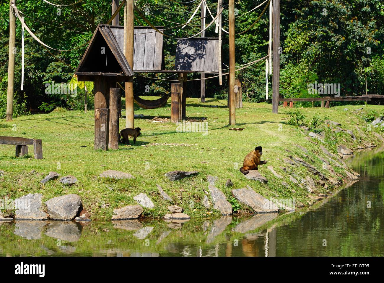 Zoologischer Park in Brasilien mit Macaco-prego amarelo (Kapuziner mit schwarzem Streifen) Stockfoto