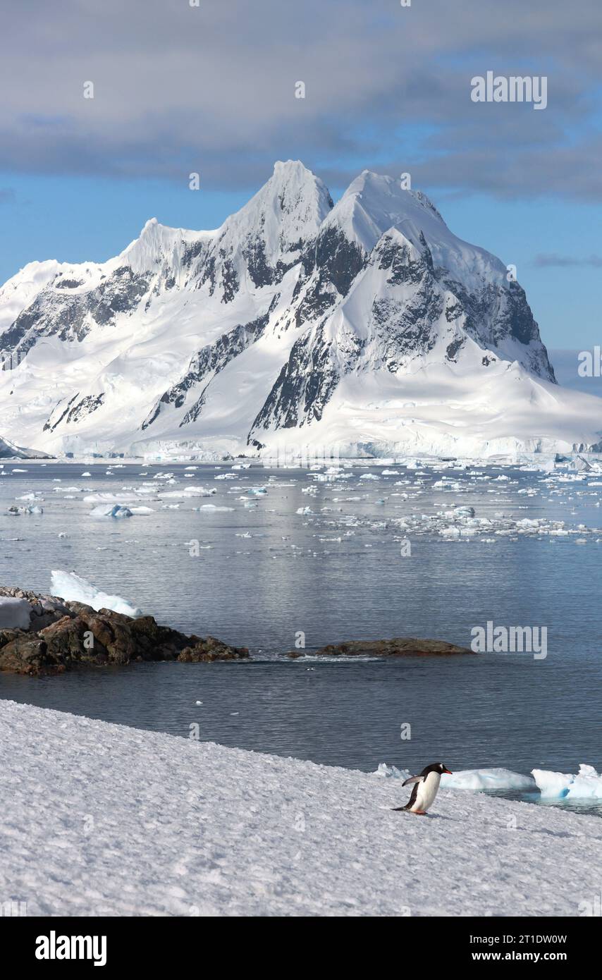Antarktis; Antarktische Halbinsel; Peterman Island; Gentoo-Pinguin allein auf dem Weg zum Wasser Stockfoto