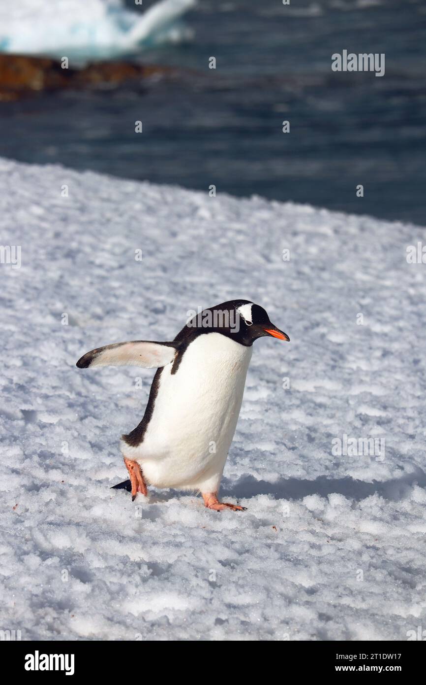 Antarktis; Antarktische Halbinsel; Peterman Island; Gentoo-Pinguin, der allein auf dem Weg zum Wasser spaziert; Nahaufnahme Stockfoto