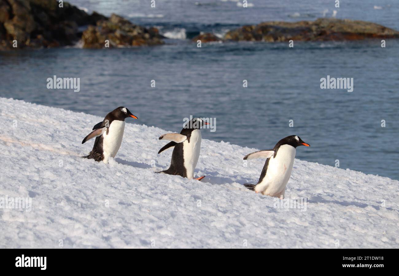 Antarktis; Antarktische Halbinsel; Peterman Island; drei Pinguine auf dem Weg zum Wasser Stockfoto