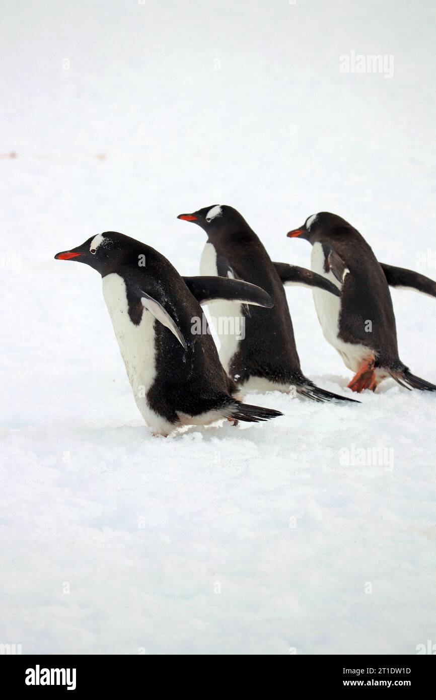 Antarktis; Antarktische Halbinsel; Peterman Island; drei Pinguine auf dem Weg Stockfoto