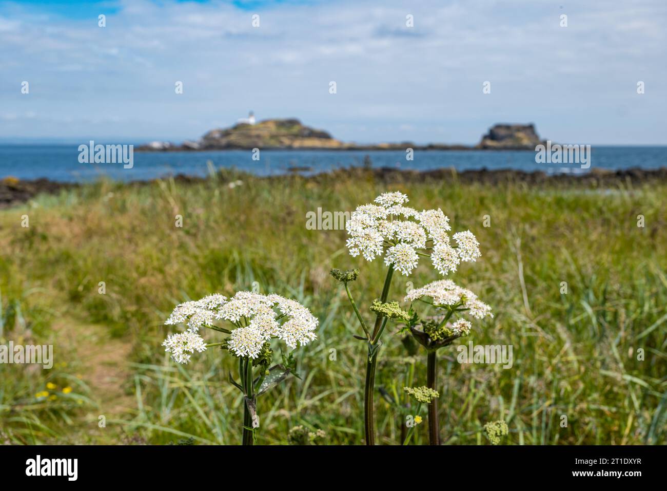 Wildblumen (KuhPetersilie oder Anthriscus sylvestris) wachsen auf Firth of Forth Shore & Fidra Island, East Lothian, Schottland, Großbritannien Stockfoto