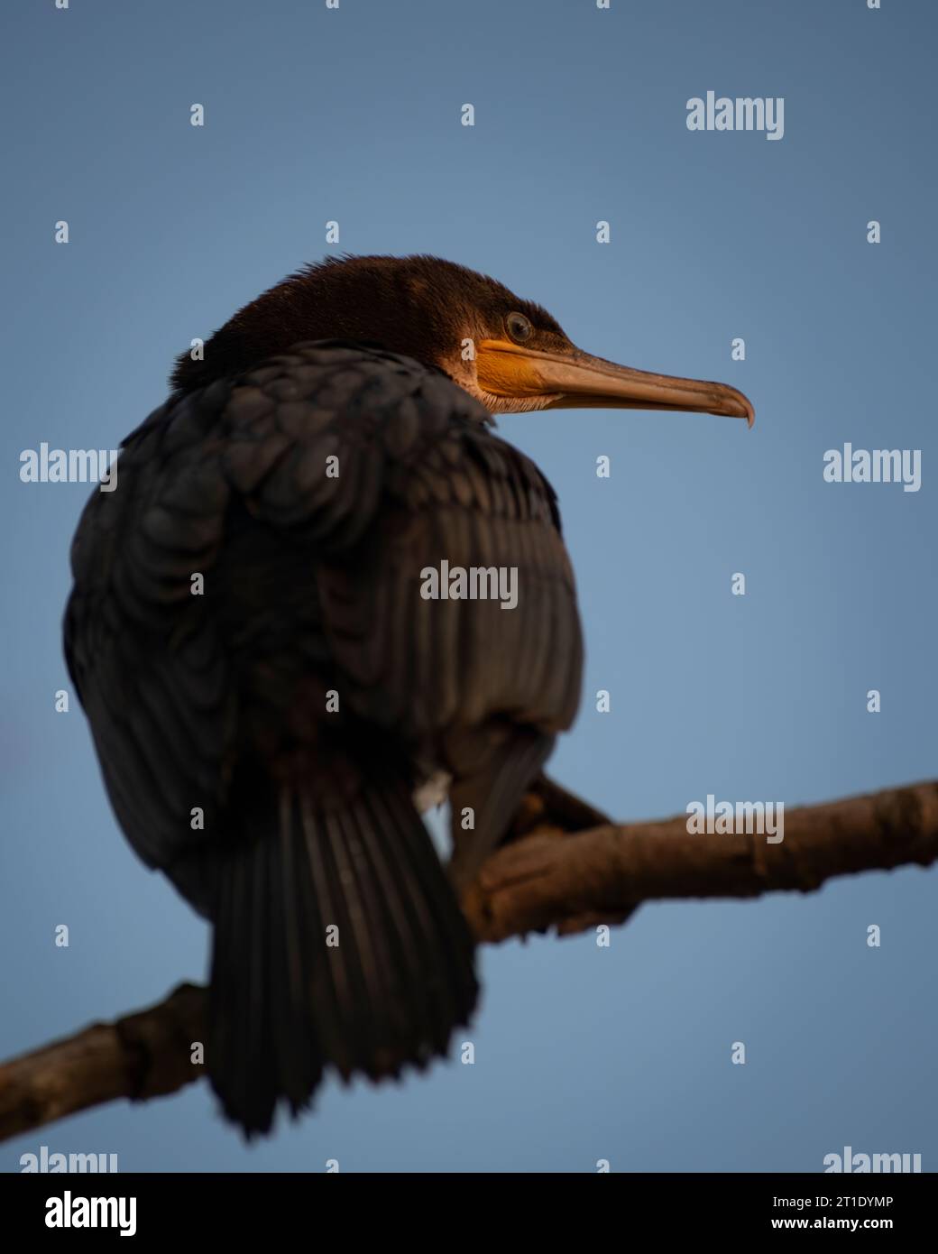 Ein Kormoran sitzt auf einem kargen Baum bei Sonnenuntergang, Kaliningrad, Russland Stockfoto