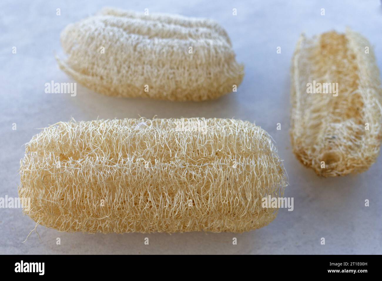 Französisch-Polynesien: Schwamm-Kürbis (luffa aegyptiaca), eine Pflanze der Familie der Cucurbitaceae, deren Frucht als Gemüseschwamm verwendet wird Stockfoto