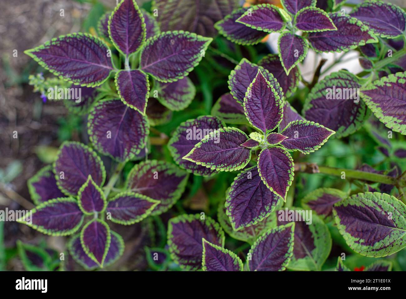 Französisch-Polynesien: Sporenblume (plectranthus scutellarioide), tropische Pflanze für dekorative und medizinische Zwecke Purpur und grüne Blätter Stockfoto