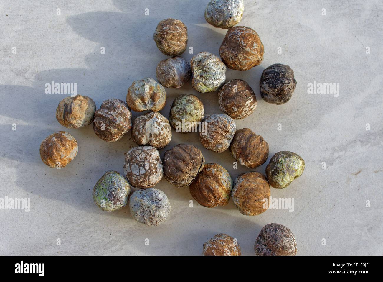 Französisch-Polynesien: Kerzennuss (Aliurites moluccanus). Kerzennussöl wird als Kosmetik und auch in der traditionellen Medizin, als Heilpflanze verwendet Stockfoto