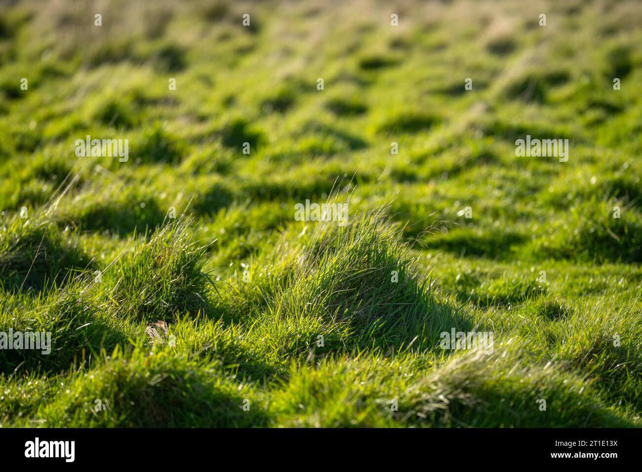 Weide und Gräser auf einem regenerativen Bauernhof. Einheimische Pflanzen, die Kohlenstoff speichern Stockfoto