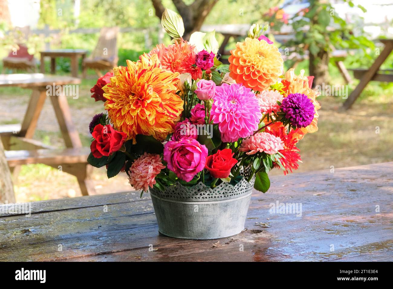 Rosen, Astern, Dahlien im Apfelgarten auf einem Holztisch. Floristisches Design. Blumen an sonnigem Tag. Landleben. Stockfoto