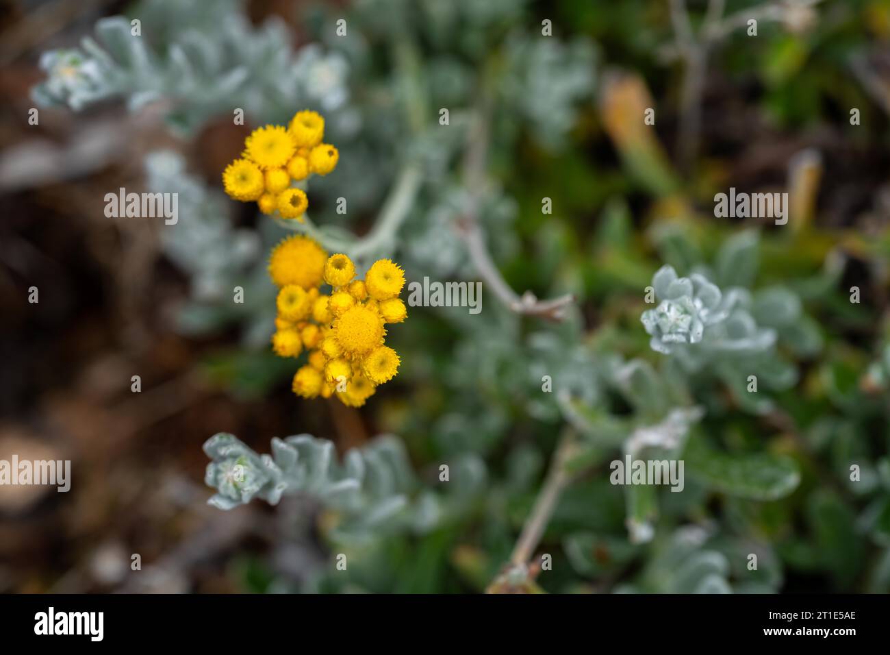 australische einheimische Blumen im Frühling im Busch. Stockfoto
