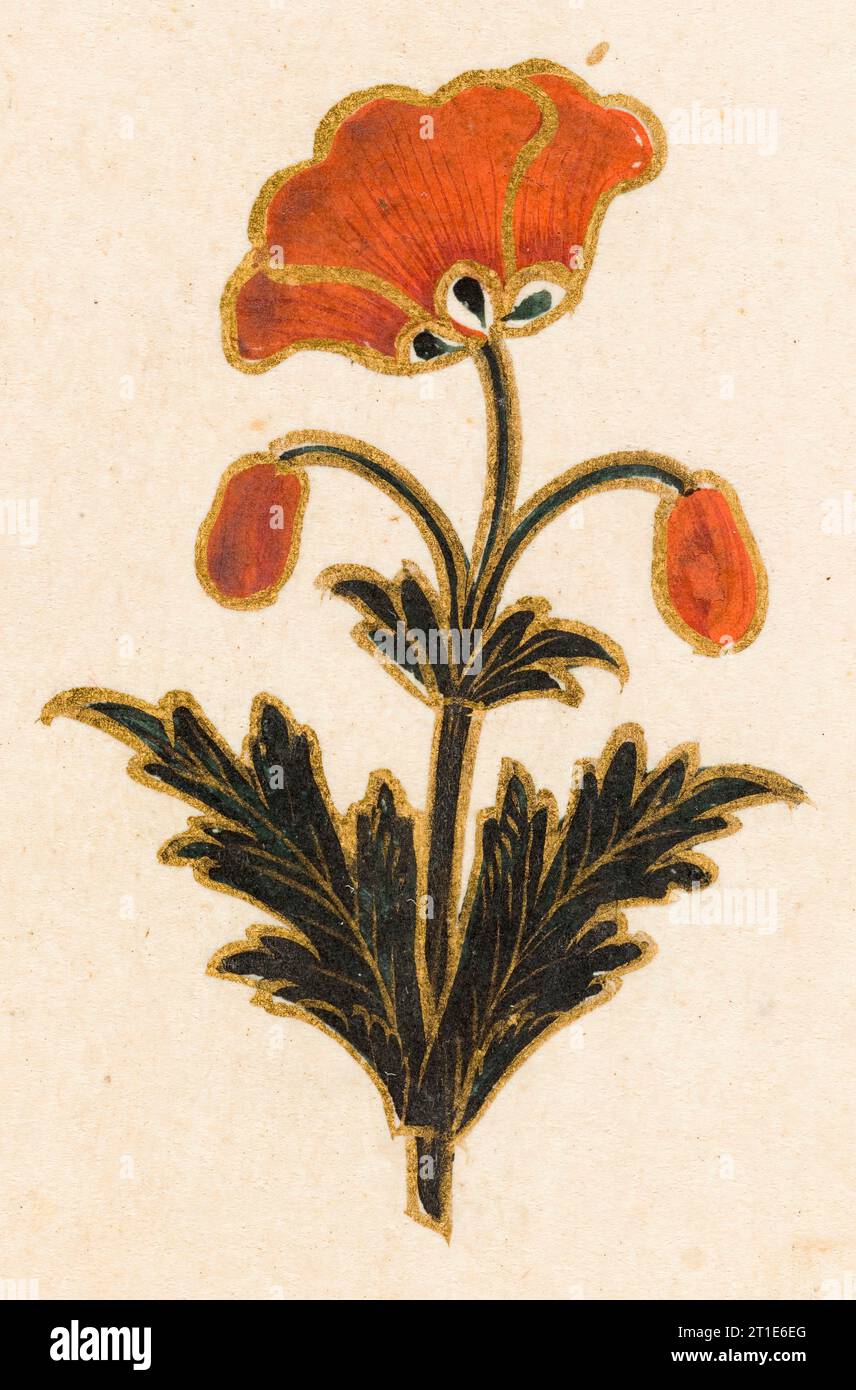 Rotes Mohnmotiv, Folio aus dem kleinen Clive-Album (Bild 3 von 5), datiert von 1674-1675. Stockfoto