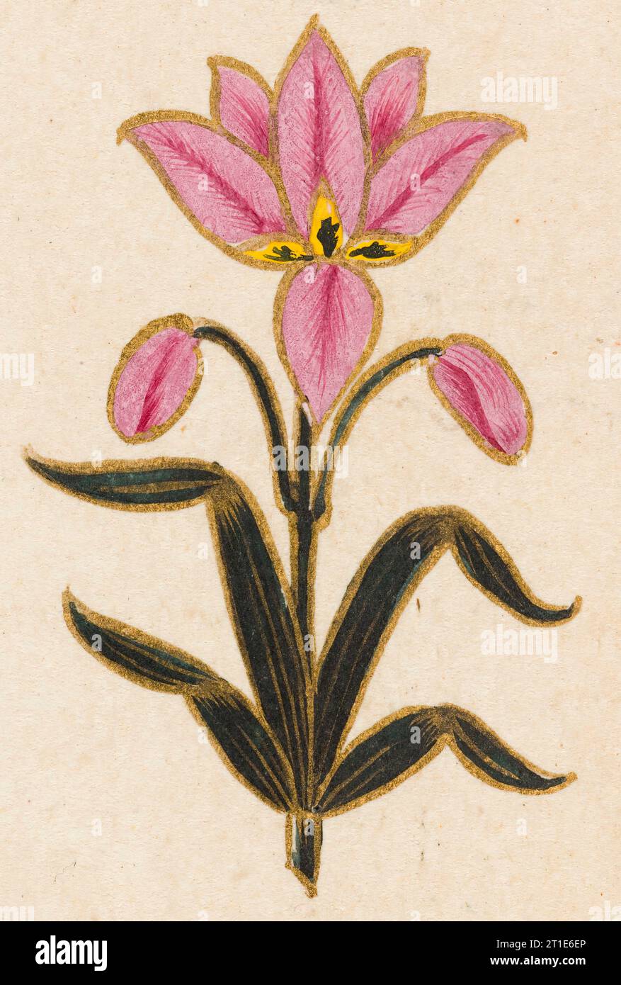 Rosafarbenes Lilienmotiv, Folio aus dem kleinen Clive-Album (Bild 5 von 5), datiert von 1674-1675. Stockfoto