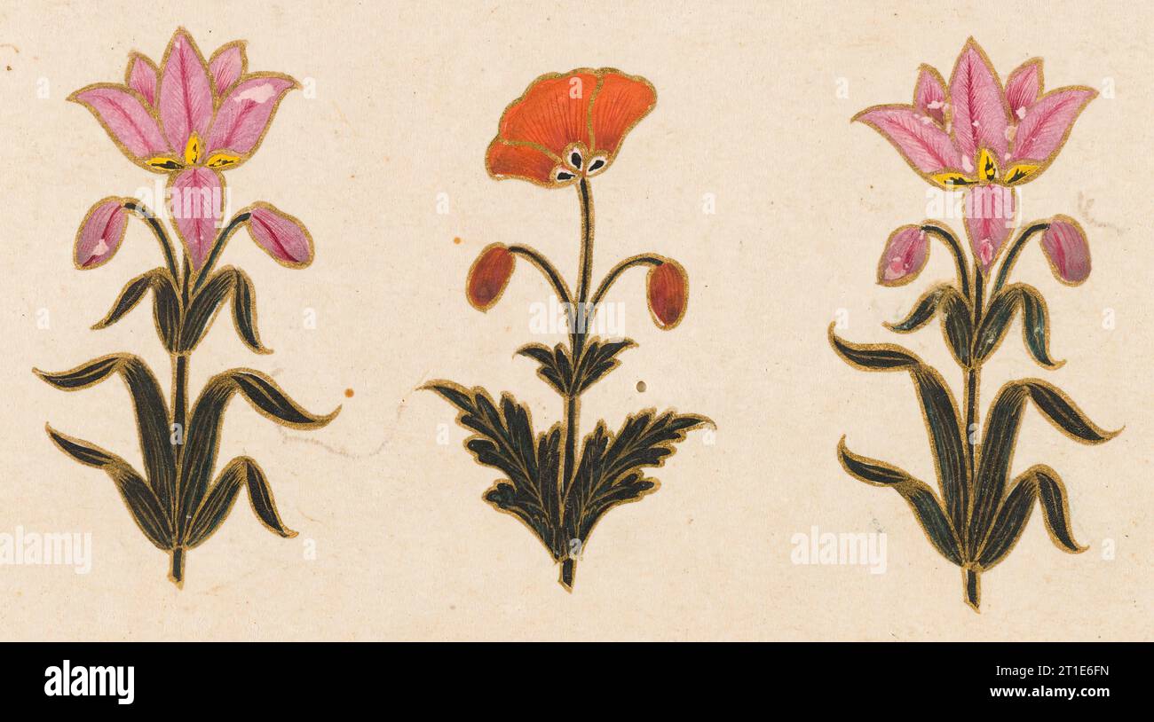 Rosafarbene Lilien und rotes Mohnmotiv, Folio aus dem kleinen Clive-Album (Bild 2 von 5), datiert von 1674-1675. Stockfoto