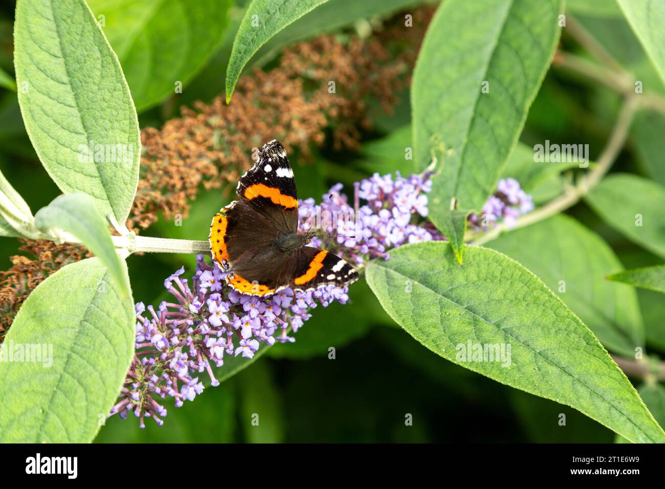 Vanessa atalanta, der rote Admiral oder früher der rote Admiral auf einem Buddleia-Busch Stockfoto