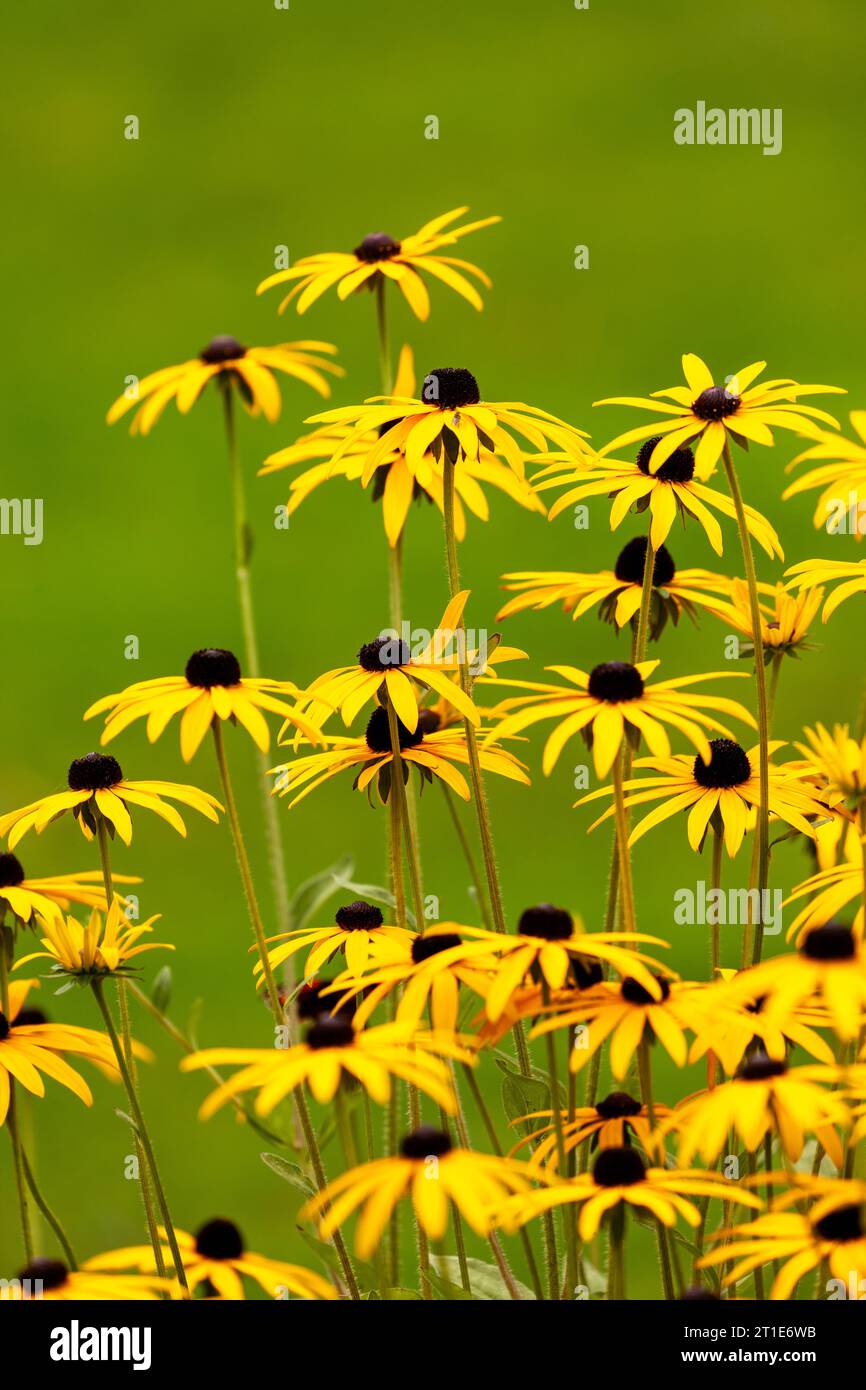 Rudbeckia hirta, gemeinhin als Schwarzäugige Susan bezeichnet Stockfoto