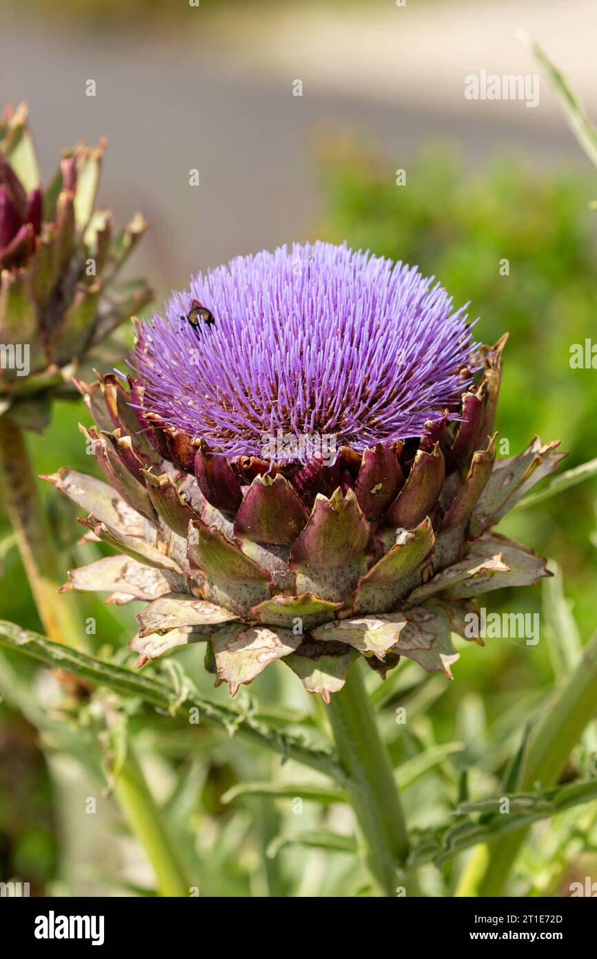 Die Kardoon, Cynara cardunculus, auch Artischockendistel genannt, ist eine Distel aus der Familie der Asteraceae Stockfoto