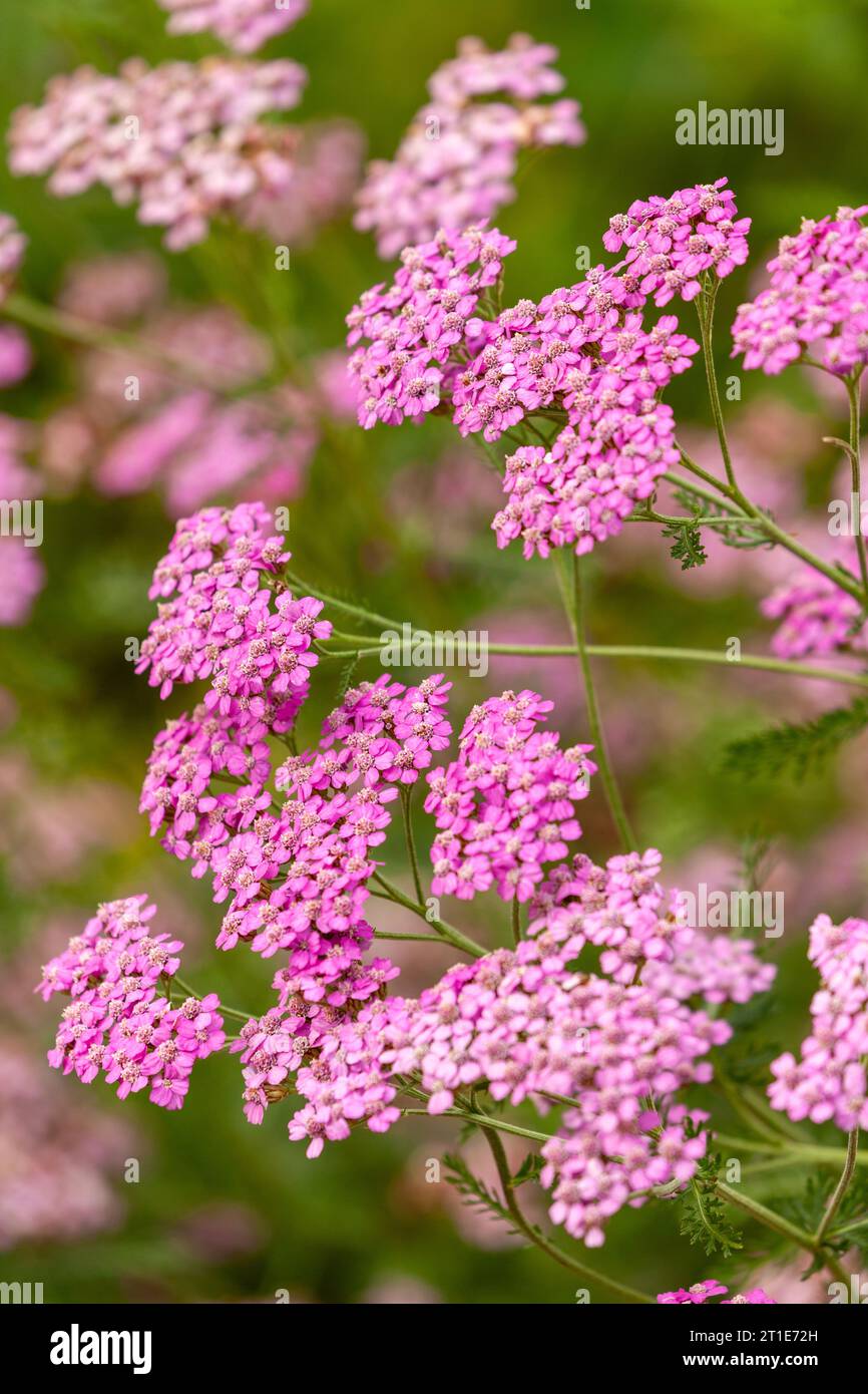 Achillea millefolium, allgemein bekannt als Schafgarbe Stockfoto