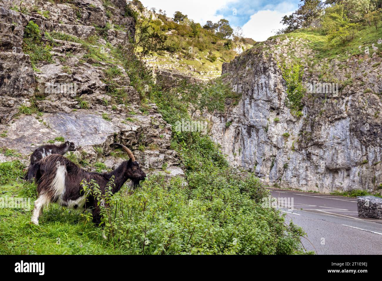 Wilde Ziegen in der Cheddar Gorge, Somerset, Großbritannien Stockfoto
