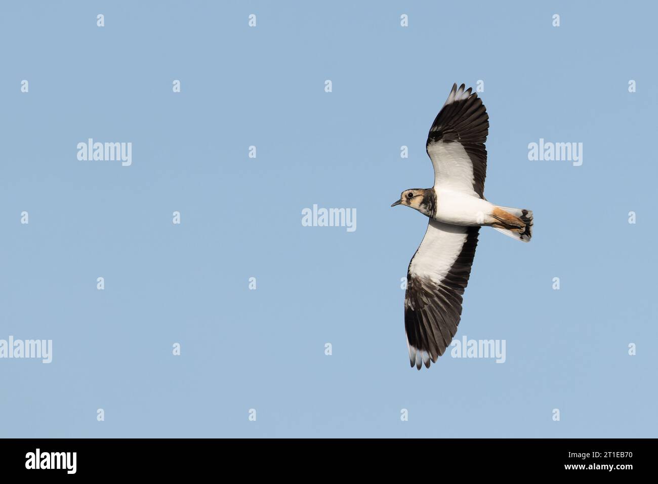 Lapwing (Vanellus vanellus) Norfolk September 2023 Stockfoto