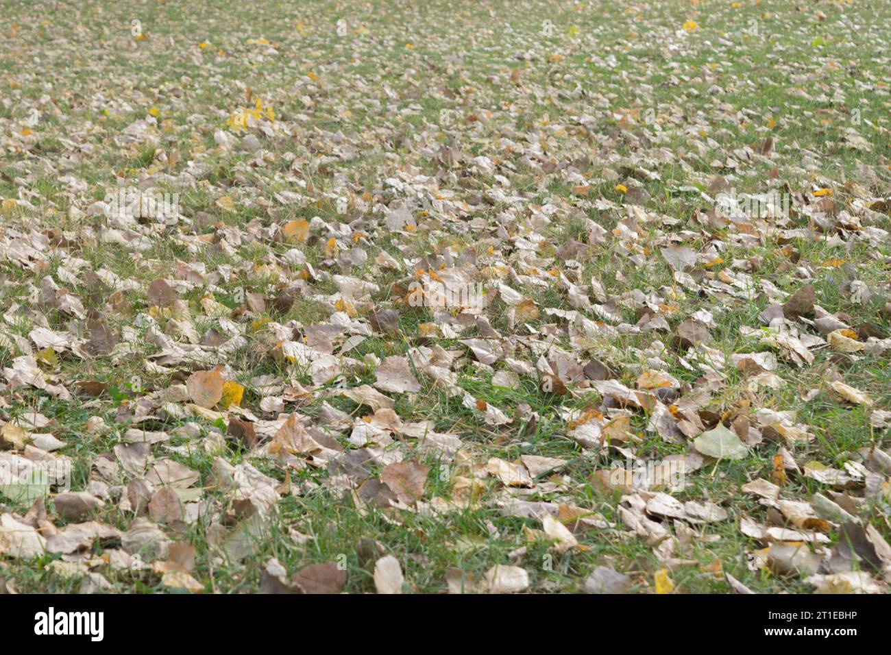 Herbsthintergrund mit Blättern und Gras Stockfoto