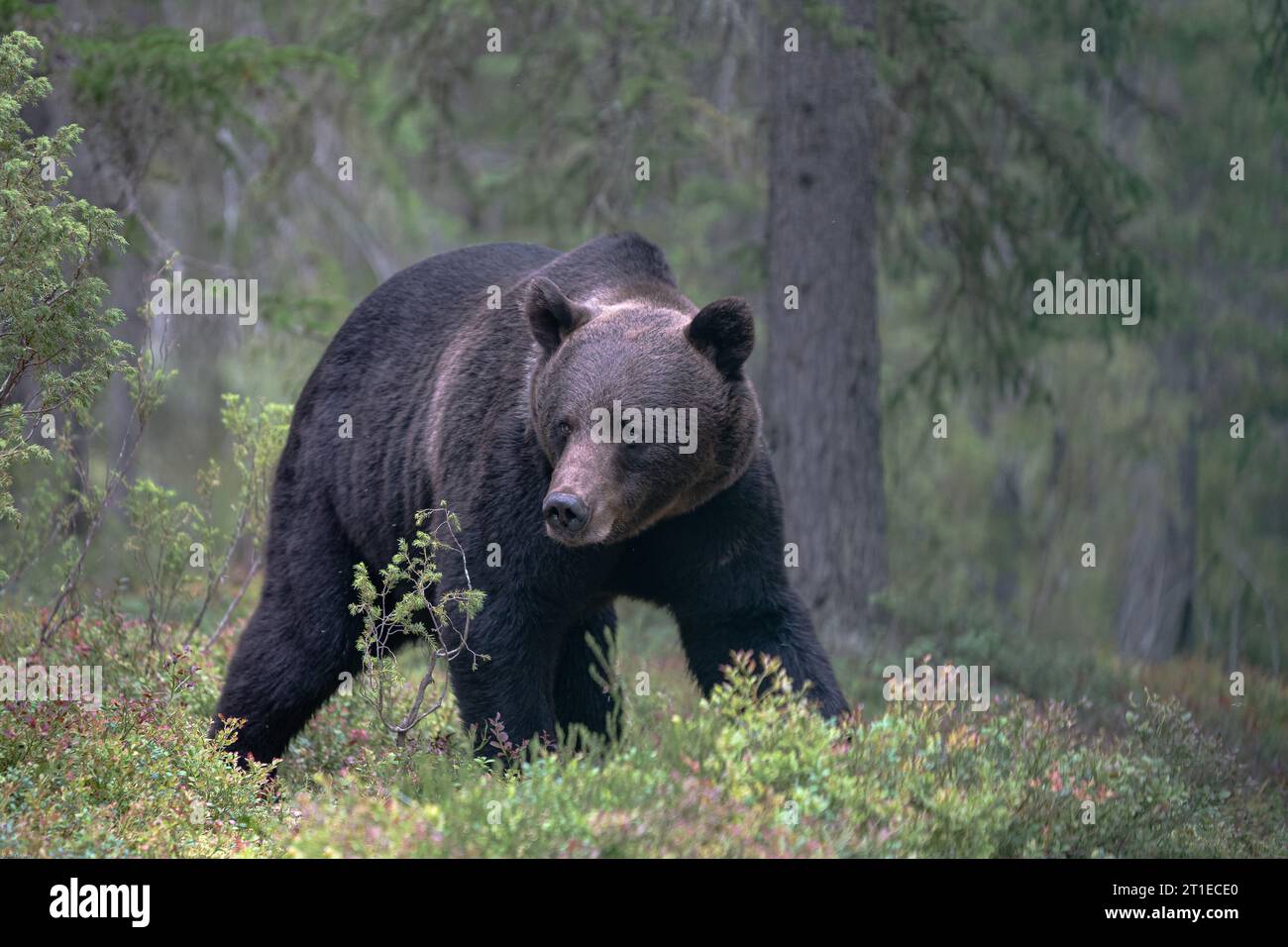 Braunbär (ursus arctos) im Sommer in der finnischen Taiga Stockfoto