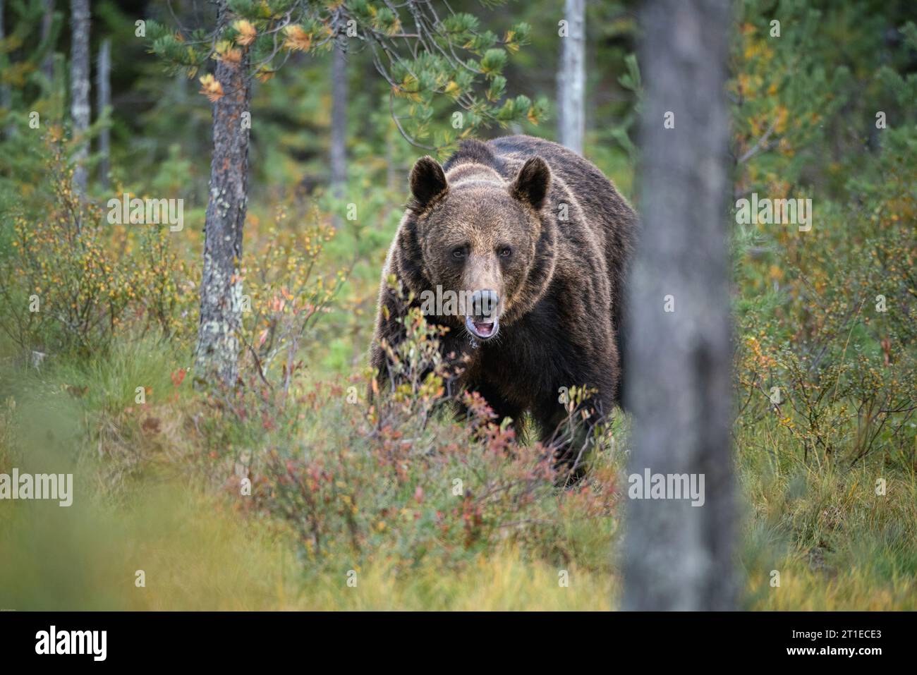 Braunbär (ursus arctos) im Sommer in der finnischen Taiga Stockfoto