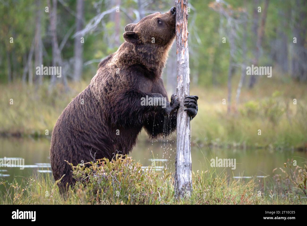 Braunbär (ursus arctos) im Sommer in der finnischen Taiga. Ein Bär hält einen kleinen Baumstamm in den Vorderpfoten Stockfoto