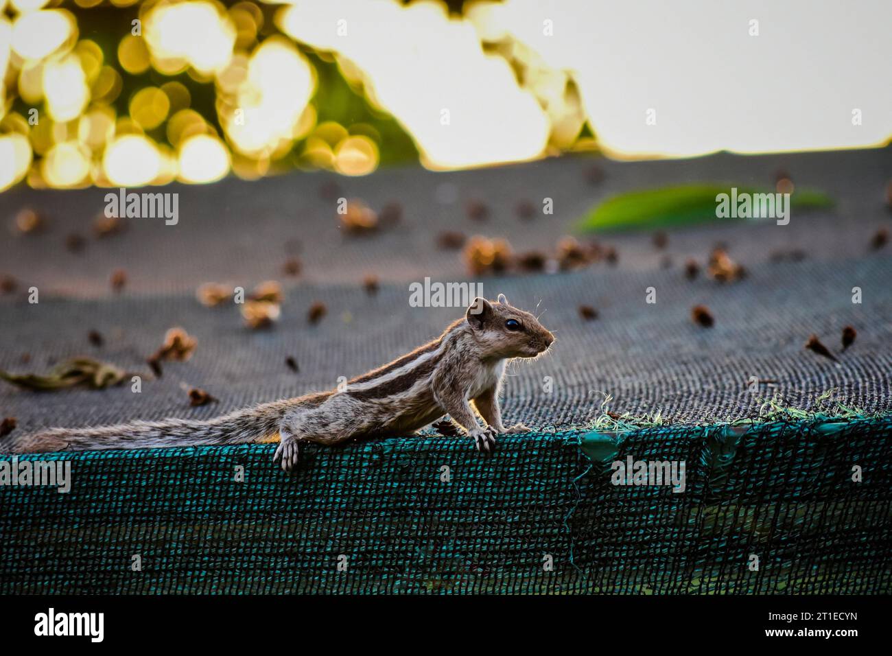 Das niedliche Eichhörnchen-Nagetier. Stockfoto