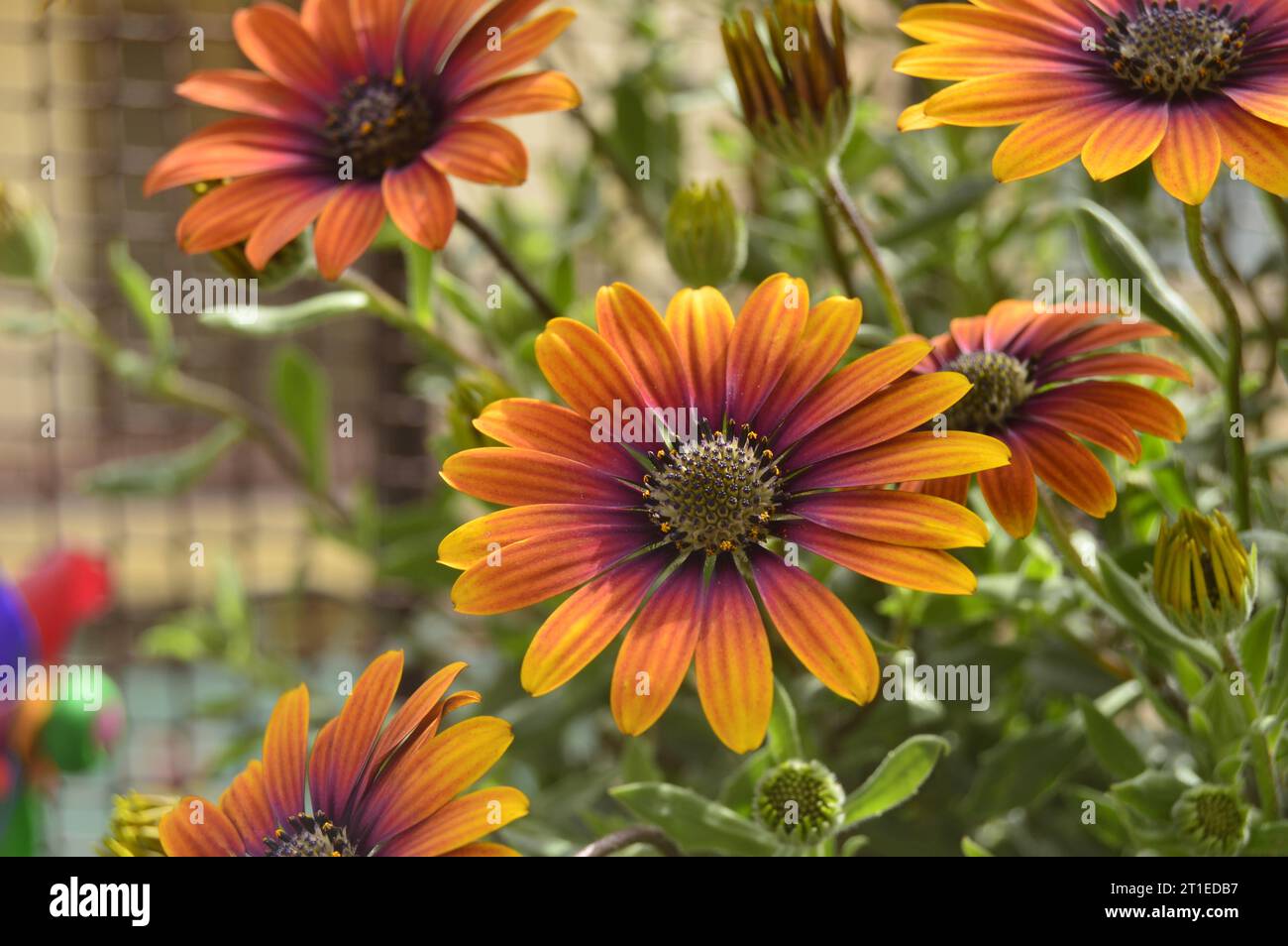 Orange Blume Vintage Blume - Sommer Garten Flor naranja Vintage - Jardín de verano Stockfoto