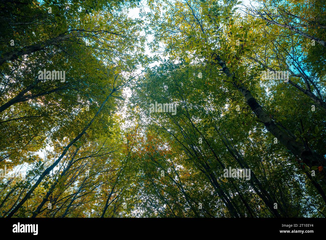 Hintergrund des CO2-Neutralität oder des CO2-net-Null-Konzepts. Blick auf die Bäume des Waldes aus einem niedrigen Winkel. Stockfoto
