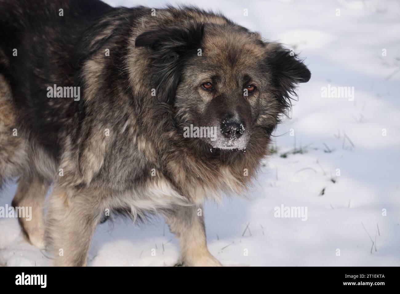 Kaukasischer Viehwachhund schaut in die Kamera Stockfoto