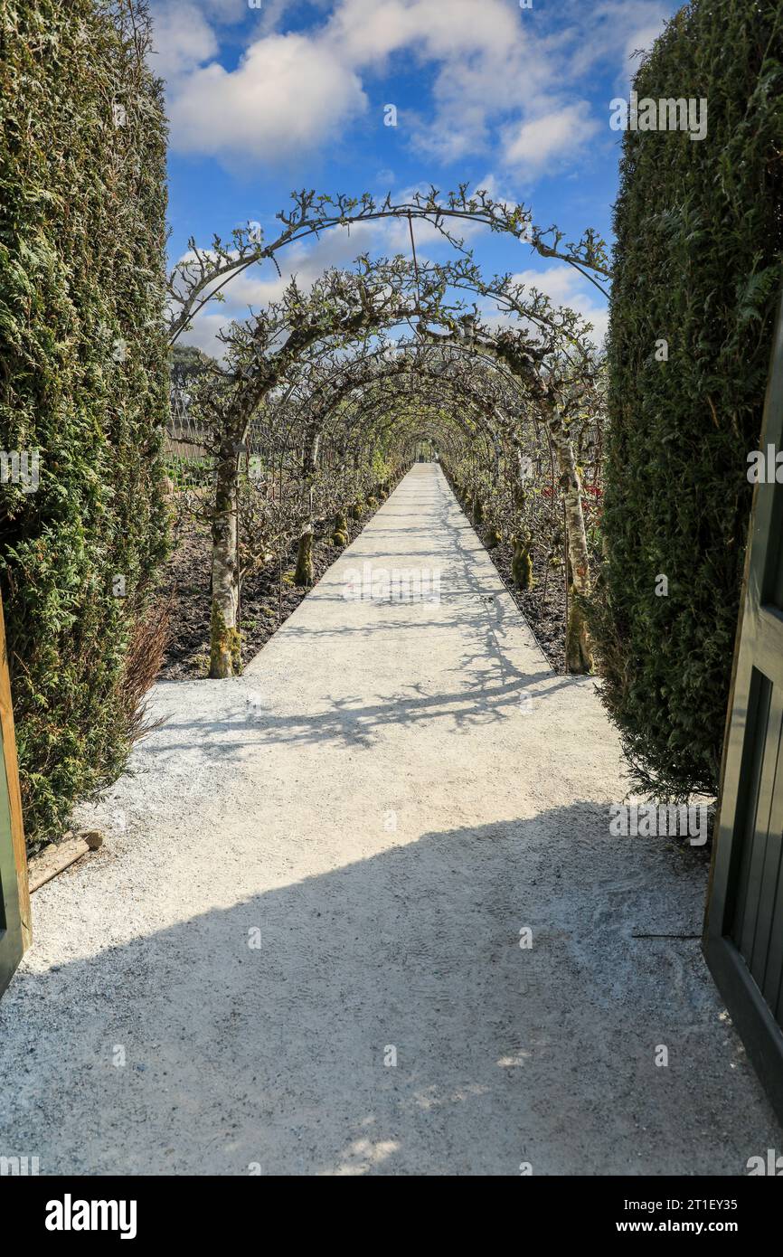 Eine Laube mit verschiedenen Apfelsorten im Kitchen Garden in den Lost Gardens von Heligan Cornwall im April 2021 Stockfoto