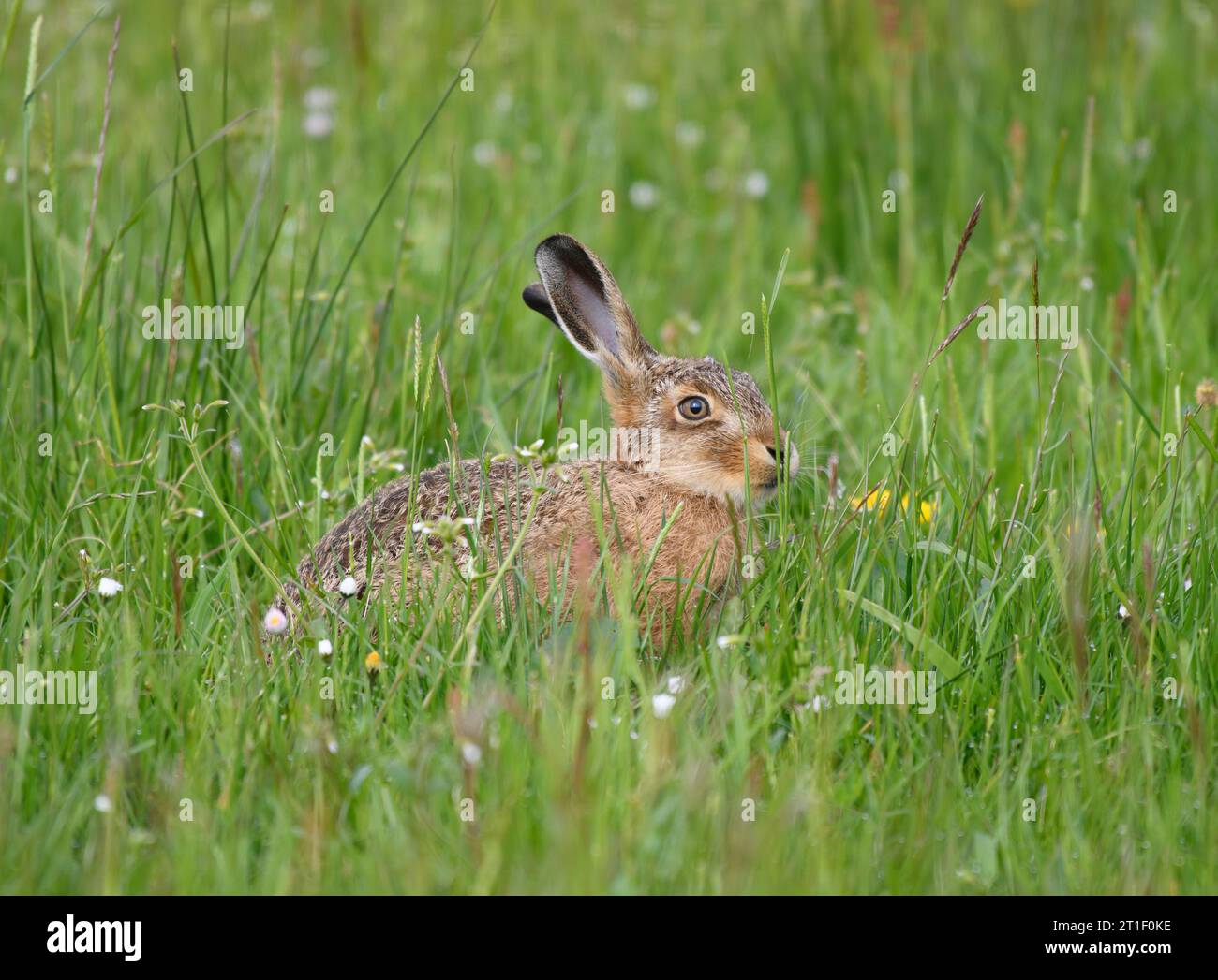 Europäischer Braunhase, Lepus europaeus, ruht auf der Hochwiese. Teesdale, North Pennines, County Durham. England. UK. Juni. Stockfoto