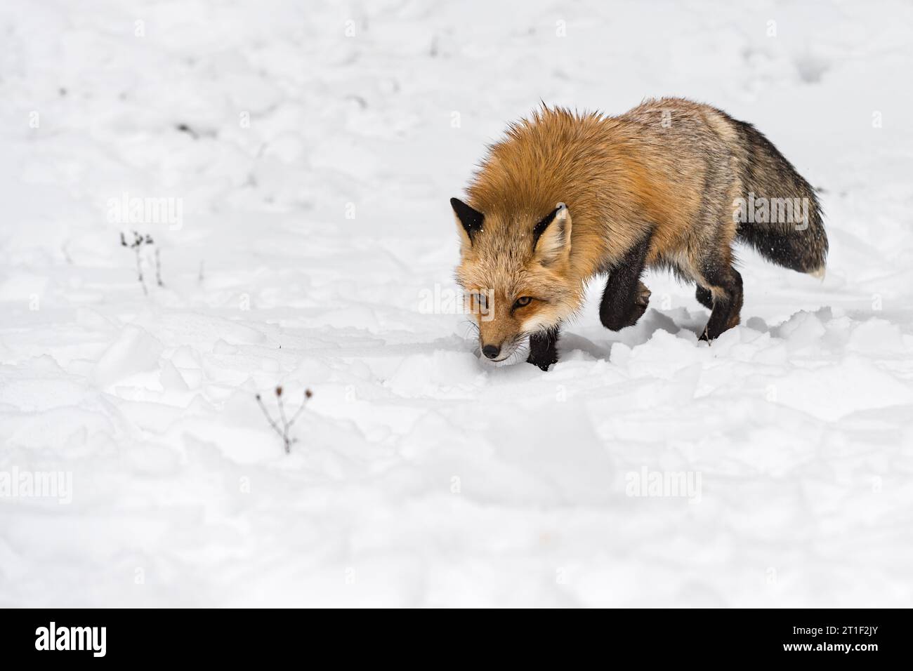 Rotfuchs (Vulpes vulpes) tritt vorwärts und starrt heraus Winter - Gefangener Tier Stockfoto