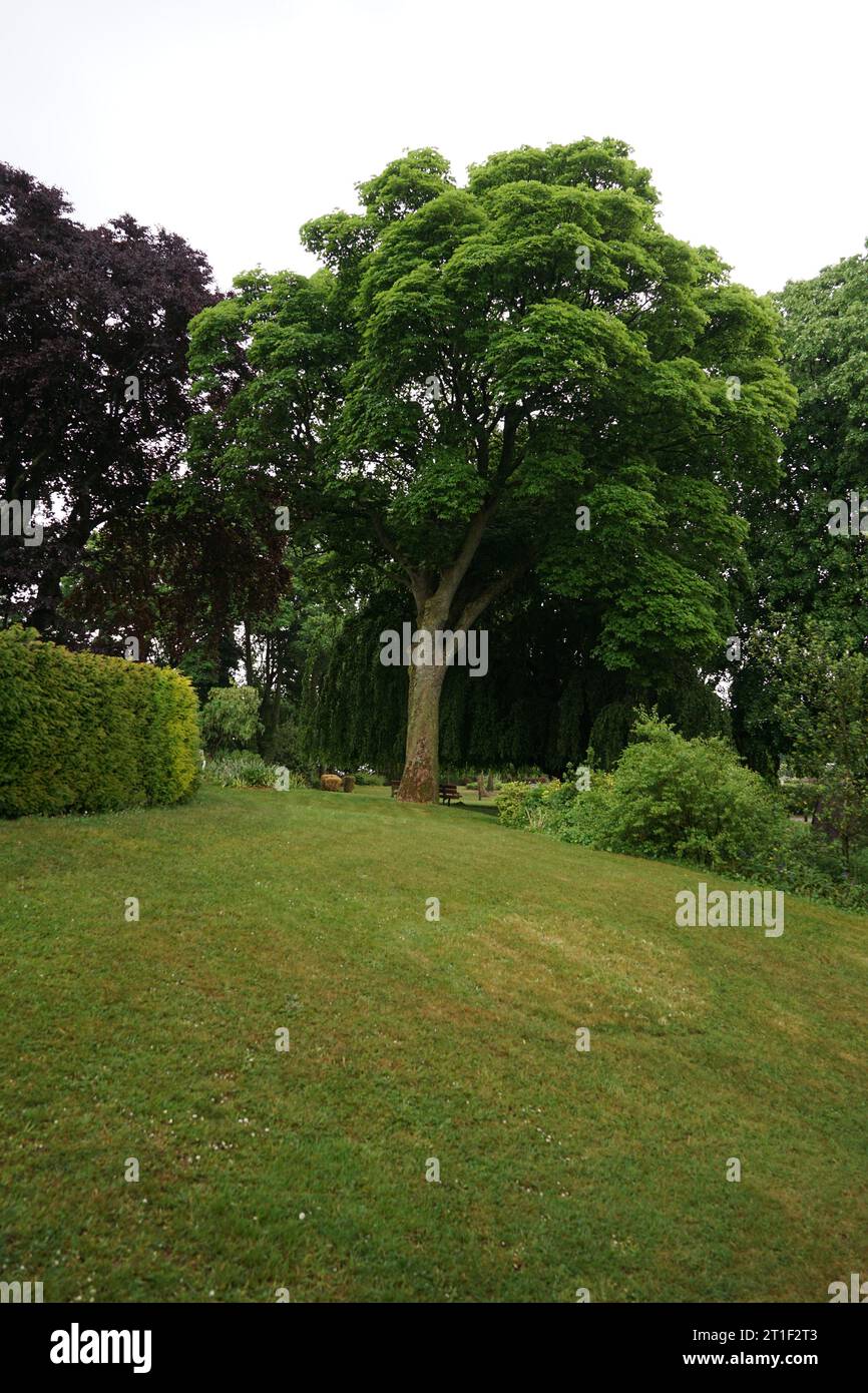Ein schöner Baum in Cassel, Frankreich Stockfoto