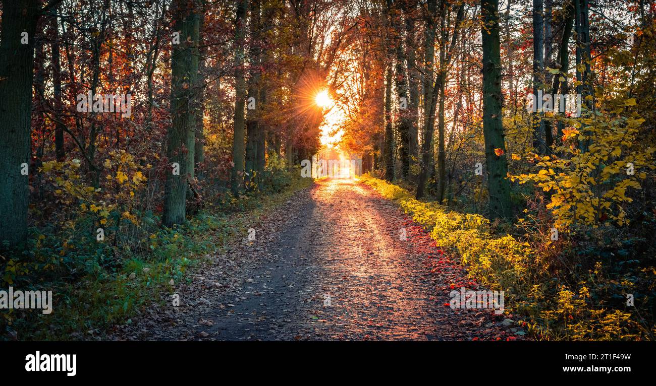 Waldweg bei Sonnenuntergang. Herbst im belgischen Wald. Stockfoto