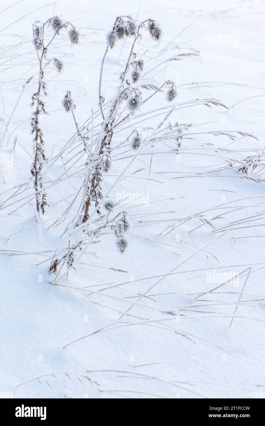 Gefrorene trockene Pflanzen stehen in einer Schneelage, vertikalen Nahaufnahme mit selektivem Weichfokus, abstraktem natürlichem Winterhintergrund Stockfoto