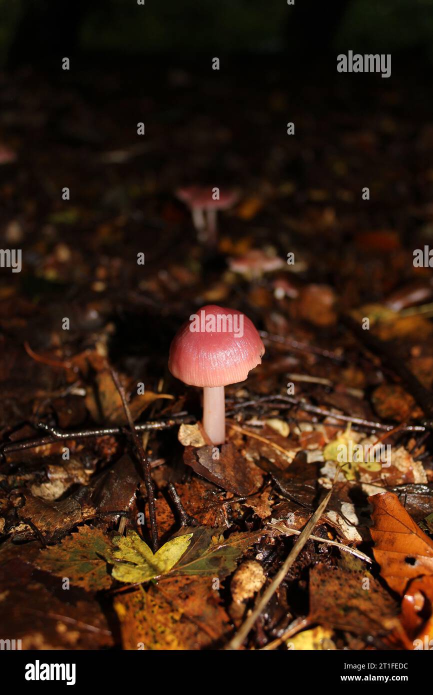 Rosy Bonnet Pilhroom (Mycena rosea) in den Wäldern Stockfoto