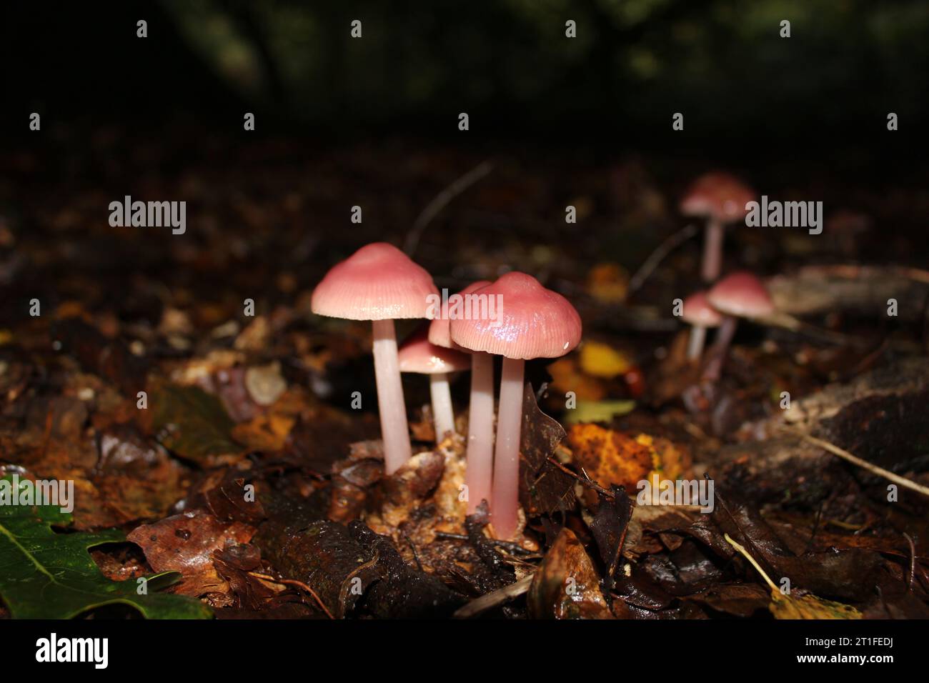 Rosy Bonnet Pilhroom (Mycena rosea) in den Wäldern Stockfoto