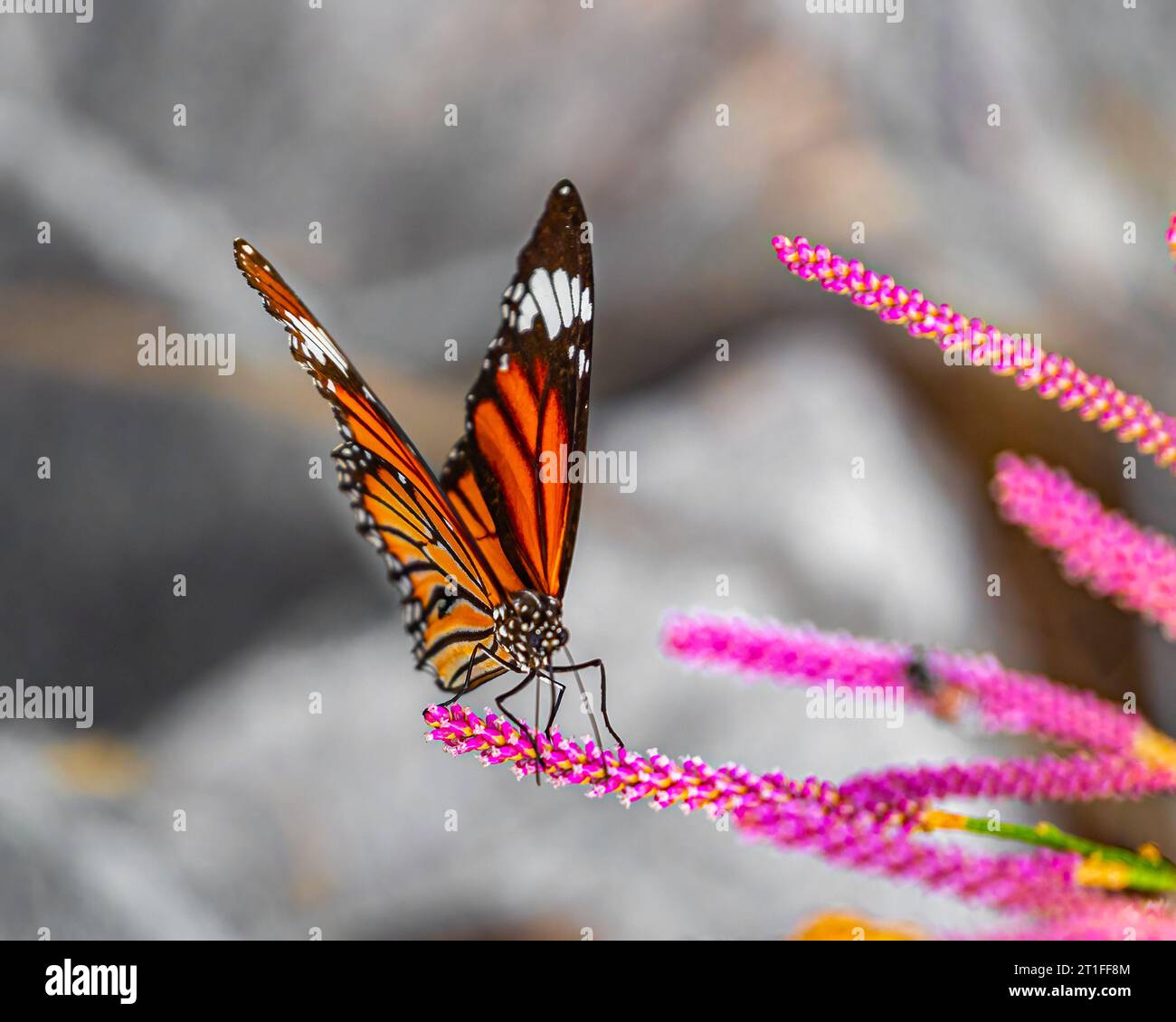 Ein gemeiner Tiger-Schmetterling, der auf einer rosa Blume ruht Stockfoto