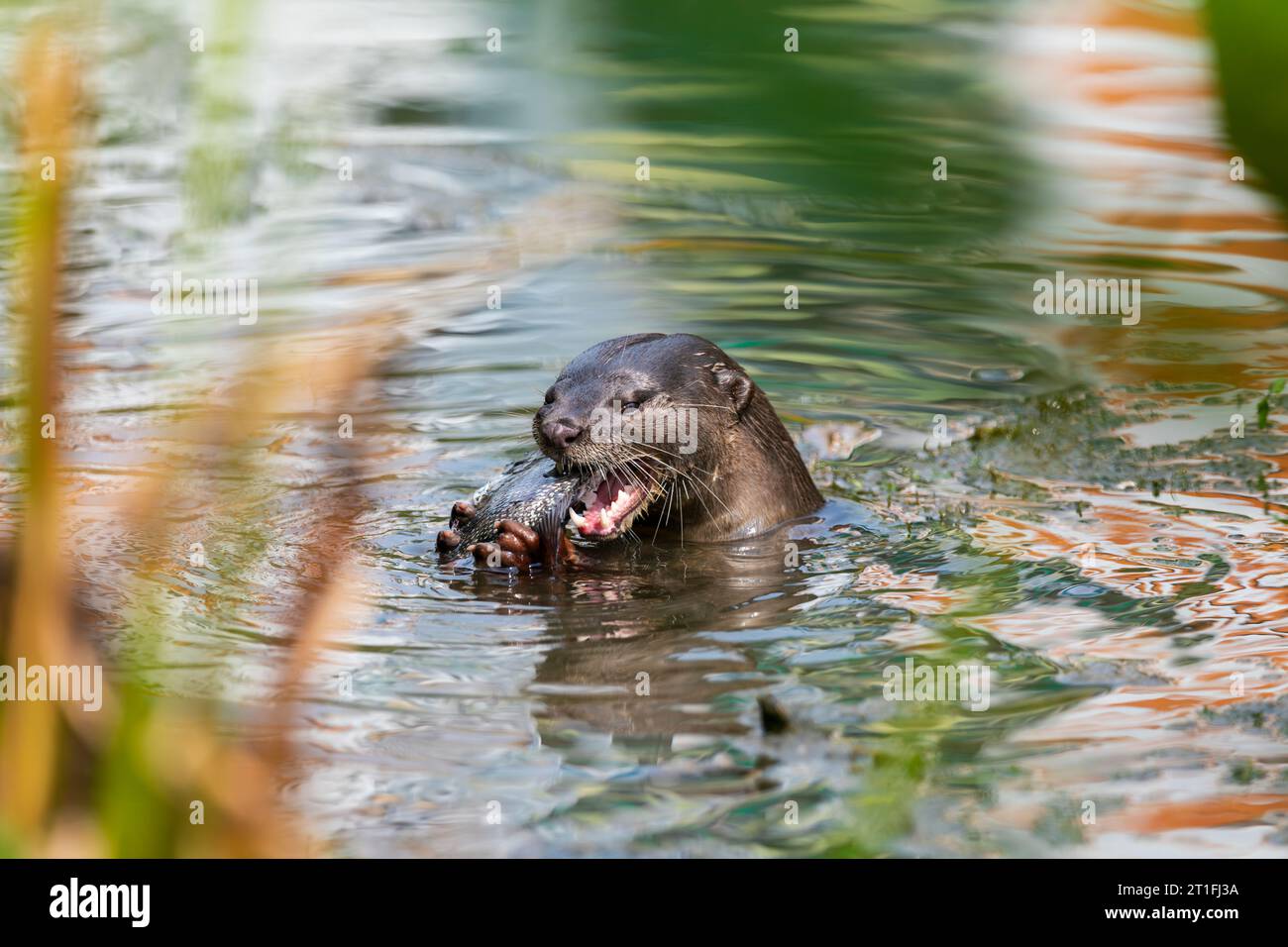 Glatt beschichtete Otter essen Fisch im städtischen Fluss My Waterway@Punggol in Singapur. Stockfoto