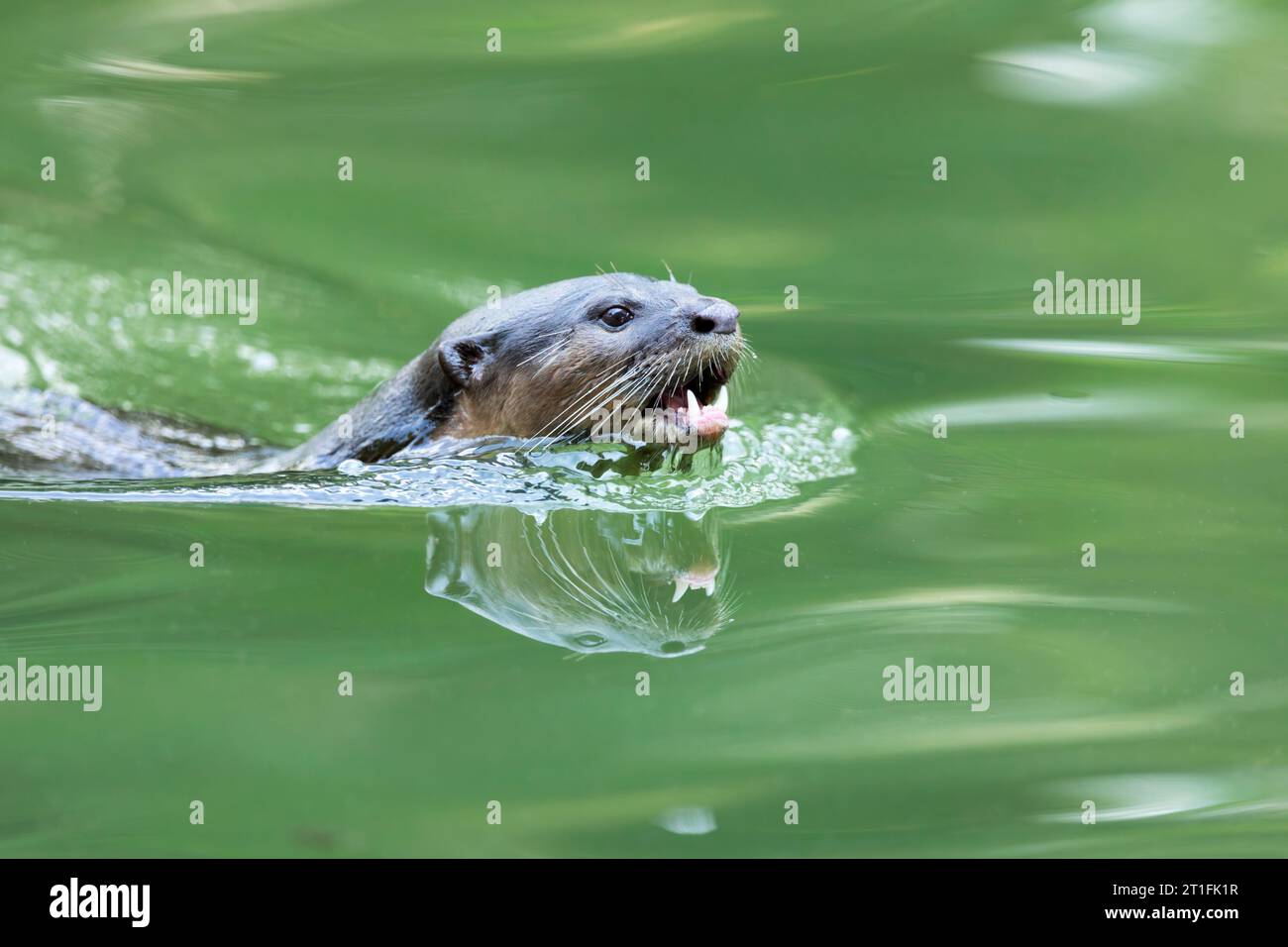 Glatt beschichtete Otter schwimmen im städtischen Fluss My Waterway@Punggol in Singapur. Stockfoto