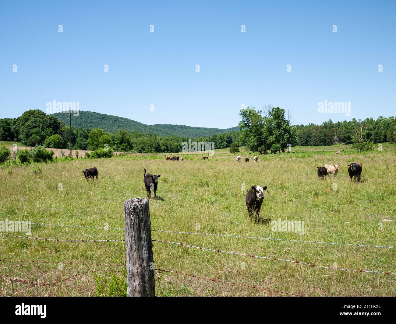 Viehweide im ländlichen Virginia, USA, mit einem niedrigen Berg namens No Business Mountain im Hintergrund. Stockfoto